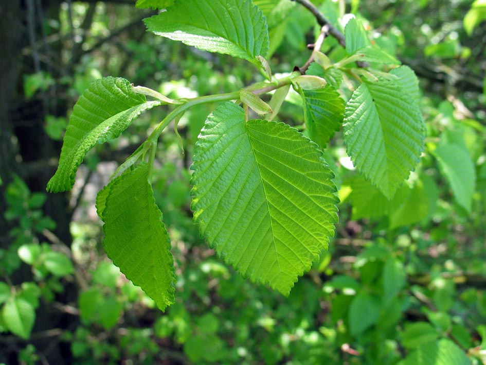English Elm Leaf
