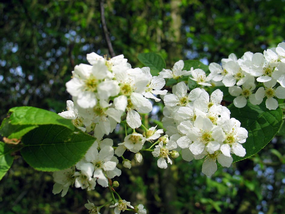 Prunus Padus