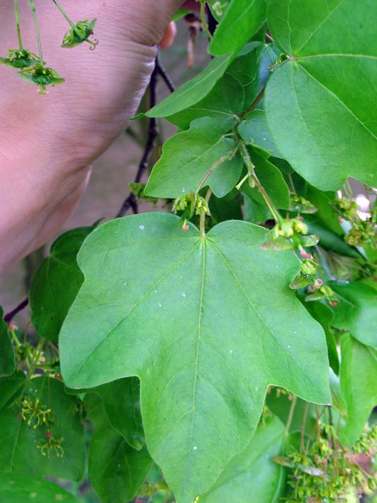 Acer Opalus
