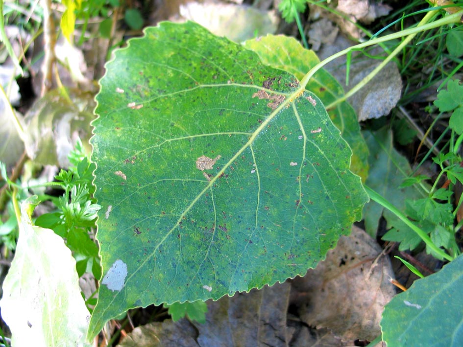 Cottonwood Leaf