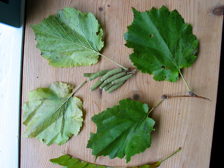 Filbert or Corylus colurna