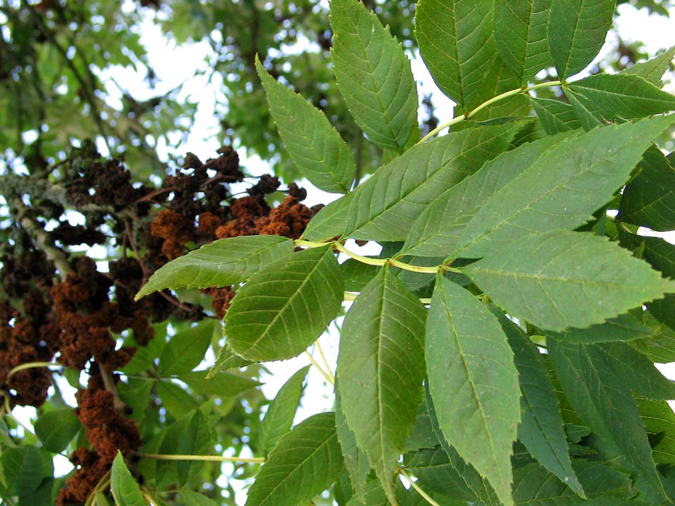 Leafs of all photographed