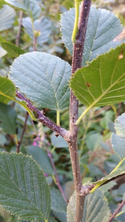  picture  Alpenels |Alnus_viridus