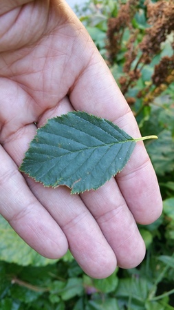  picture  Alpenels |Alnus_viridus