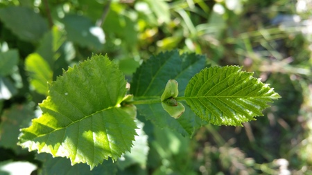  picture  Alpenels |Alnus_viridus