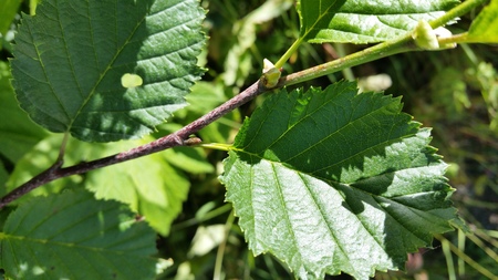  picture  Alpenels |Alnus_viridus