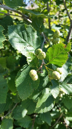  picture  Alpenels |Alnus_viridus