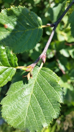  picture  Alpenels |Alnus_viridus