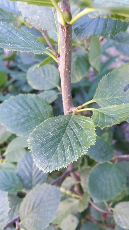  picture  Alpenels |Alnus_viridus