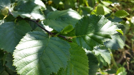  picture  Alpenels |Alnus_viridus