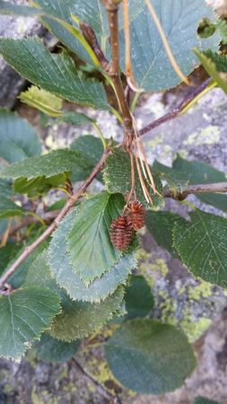  picture  Alpenels |Alnus_viridus