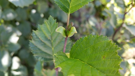  picture  Alpenels |Alnus_viridus