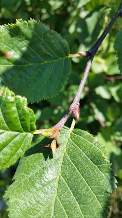  picture  Alpenels |Alnus_viridus