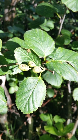  picture  Alpenels |Alnus_viridus