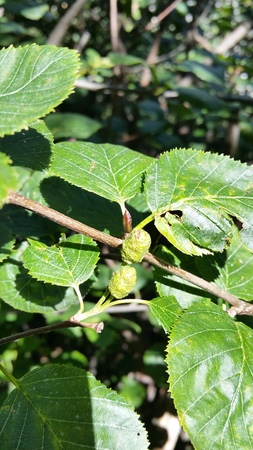  picture  Alpenels |Alnus_viridus