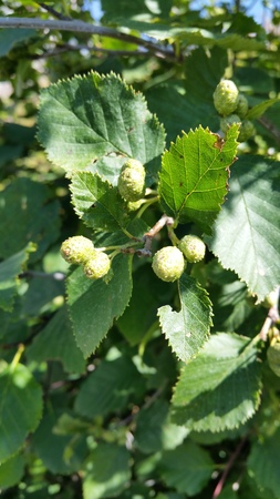  picture  Alpenels |Alnus_viridus