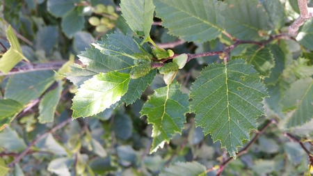  picture  Alpenels |Alnus_viridus