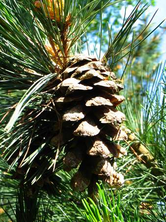  picture  Balkanden |Pinus_peuce