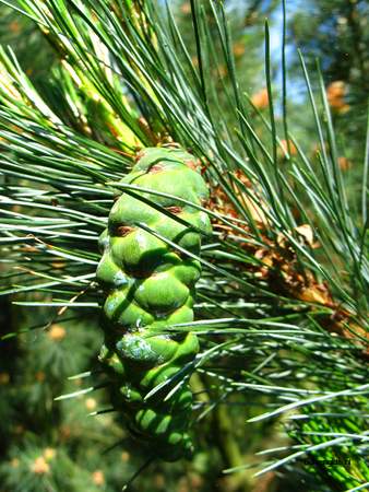  picture  Balkanden |Pinus_peuce