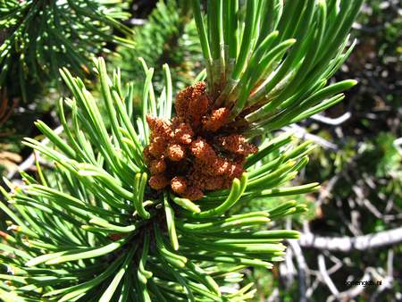  picture  Bergden |Pinus_mugo