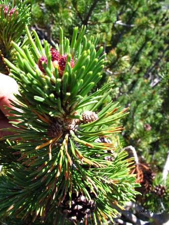  picture  Bergden |Pinus_mugo