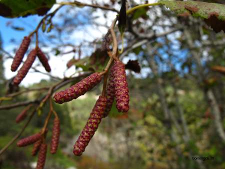  picture  Grauwe_els |Alnus_incana