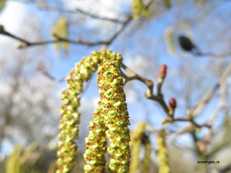  picture  Hartbladige_els |Alnus_cordata