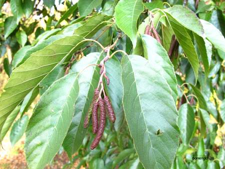  picture  JapanseXKaukasische_els |Alnus_speathii