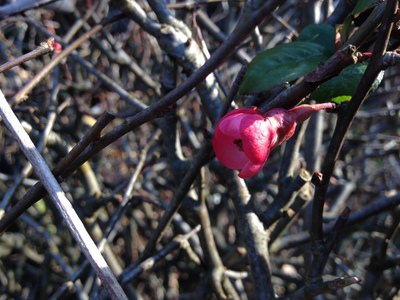  picture  Japanse_kwee |Chaenomeles_japonica