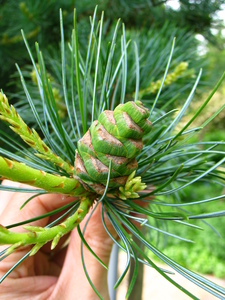  picture  Japanse_witte_den |Pinus_parviflora