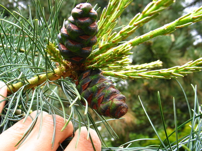  picture  Japanse_witte_den |Pinus_parviflora