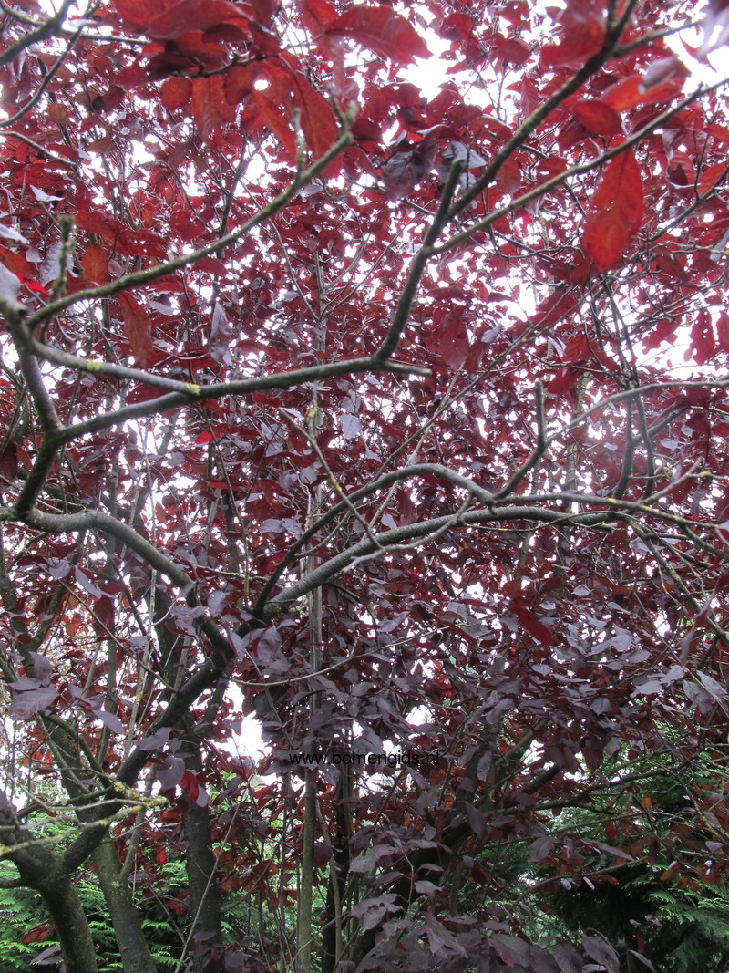 Herken de boomsoort NL: Kerspruim; Latin: Prunus cerasifera; UK: Cherry ...