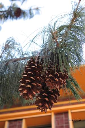  picture  Tranenden |Pinus_wallichiana