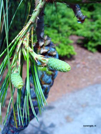  picture  Tranenden |Pinus_wallichiana