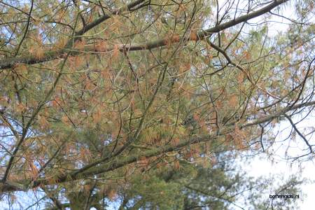  picture  Weymouthden |Pinus_strobus