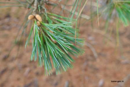  picture  Weymouthden |Pinus_strobus