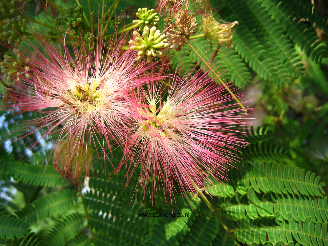 Herken de boomsoort NL: Zijdeboom; Latin: Albizia julibrissin; UK ...