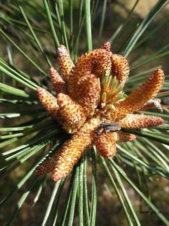  picture  Zwarte_den |Pinus_nigra