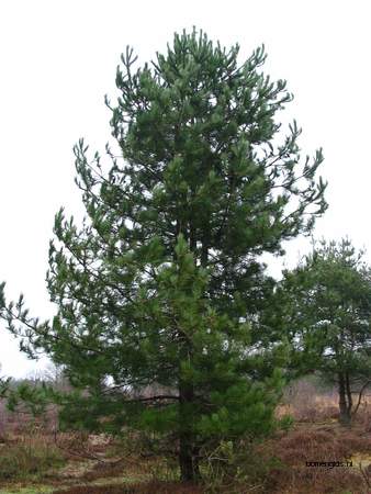  picture  Zwarte_den |Pinus_nigra