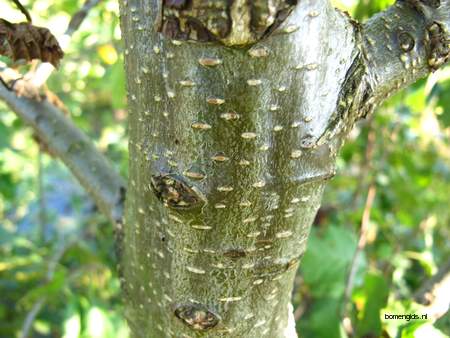  picture  Zwarte_els |Alnus_glutinosa