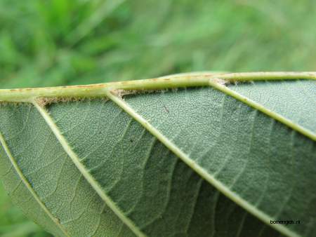  picture  Zwarte_els |Alnus_glutinosa