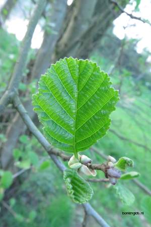  picture  Zwarte_els |Alnus_glutinosa