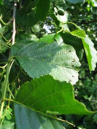  picture  Zwarte_els |Alnus_glutinosa