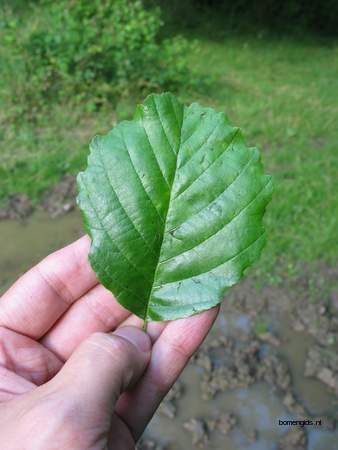  picture  Zwarte_els |Alnus_glutinosa