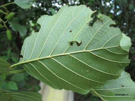  picture  Zwarte_els |Alnus_glutinosa