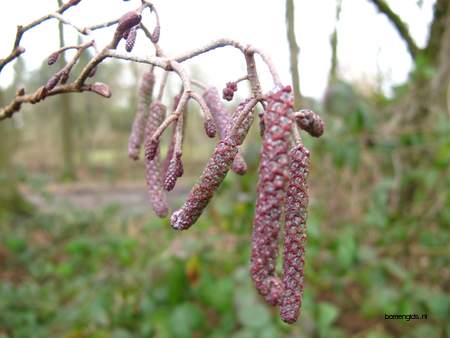  picture  Zwarte_els |Alnus_glutinosa