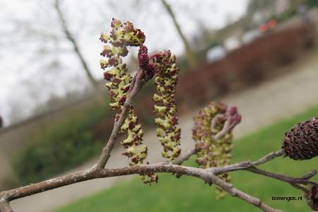  picture  Zwarte_els |Alnus_glutinosa