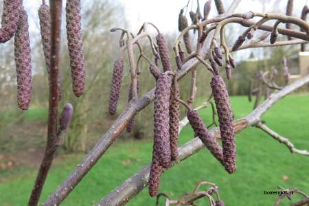  picture  Zwarte_els |Alnus_glutinosa