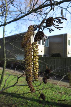  picture  Zwarte_els |Alnus_glutinosa