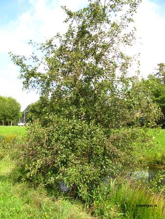  picture  Zwarte_els |Alnus_glutinosa